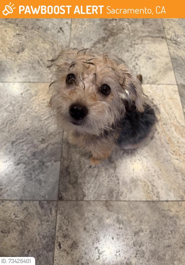 Found/Stray Female Dog last seen Pocket and Greenhaven, Sacramento, CA 95831