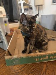 Reunited Female Cat last seen 47th Ave and 11th St Queens, NY, Queens, NY 11101