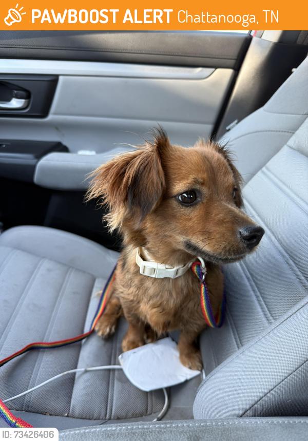 Found/Stray Male Dog last seen Normal avenue near the elementary school, Chattanooga, TN 37405