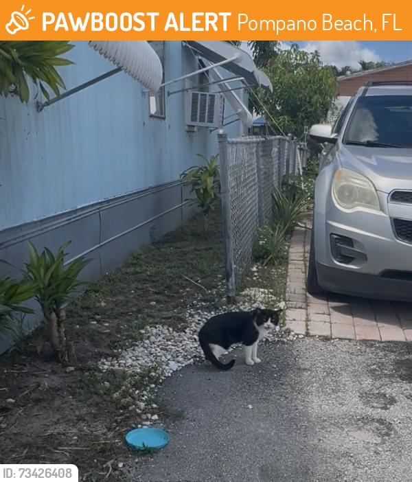 Found/Stray Male Cat last seen 15th court pompano’s, Pompano Beach, FL 33069