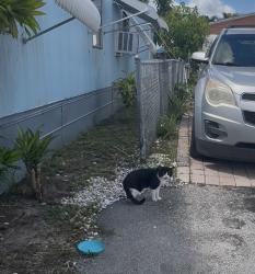Found/Stray Male Cat last seen 15th court pompano’s, Pompano Beach, FL 33069
