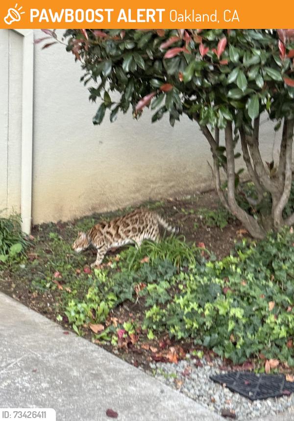 Found/Stray Unknown Cat last seen Perkins St at Adams St, Oakland, CA 94610