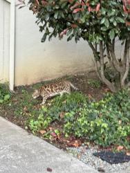 Found/Stray Unknown Cat last seen Perkins St at Adams St, Oakland, CA 94610