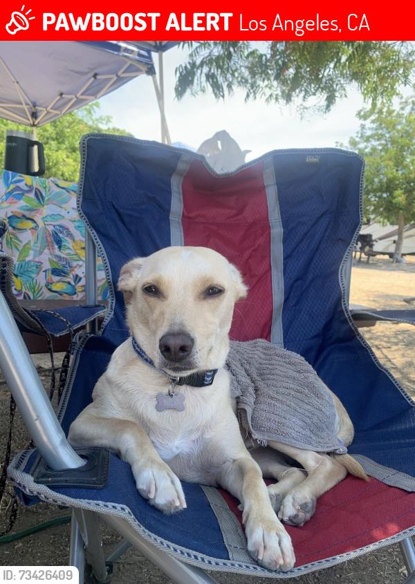Lost Male Dog last seen Lindley and Vanowen, Los Angeles, CA 91335