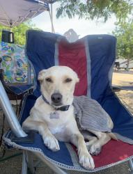 Lost Male Dog last seen Lindley and Vanowen, Los Angeles, CA 91335
