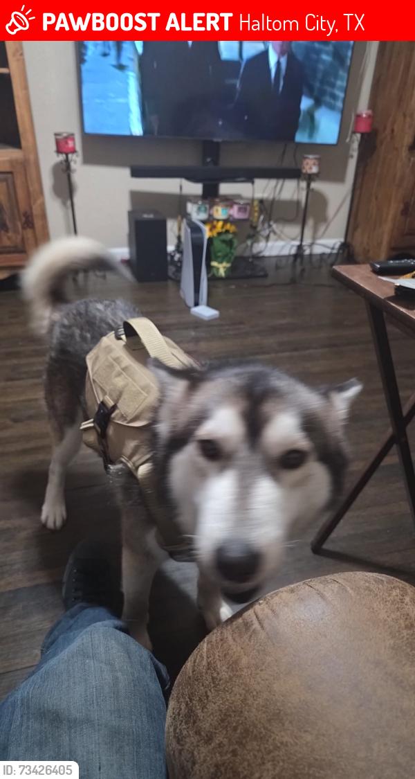 Lost Male Dog last seen Near Mallory Dr Haltom City, Haltom City, TX 76117