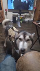Lost Male Dog last seen Near Mallory Dr Haltom City, Haltom City, TX 76117