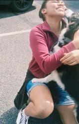 Reunited Female Dog last seen Ashley & Fenton, Columbus, OH 43224