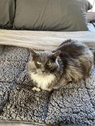 Lost Female Cat last seen 11th Street W and West Avenue H-14, Lancaster, CA 93534