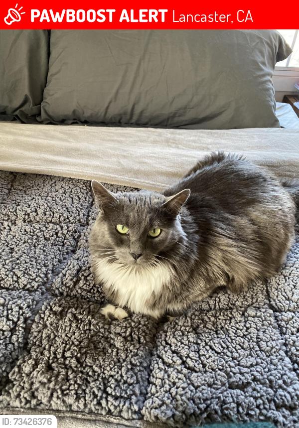 Lost Female Cat last seen 11th Street W and West Avenue H-14, Lancaster, CA 93534