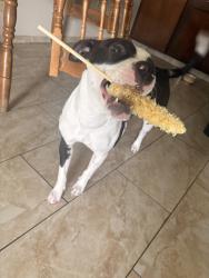 Lost Female Dog last seen Shaw and clovis, Fresno, CA 93711