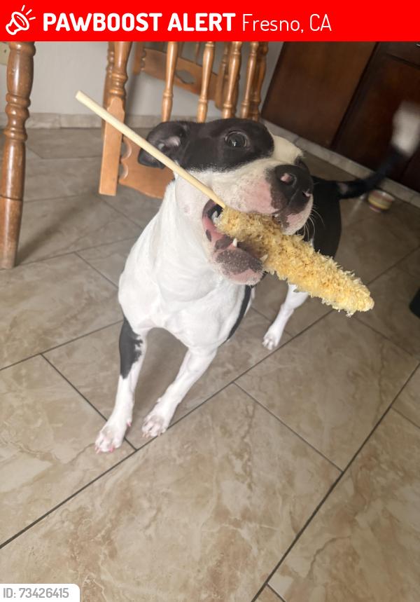 Lost Female Dog last seen Shaw and clovis, Fresno, CA 93711
