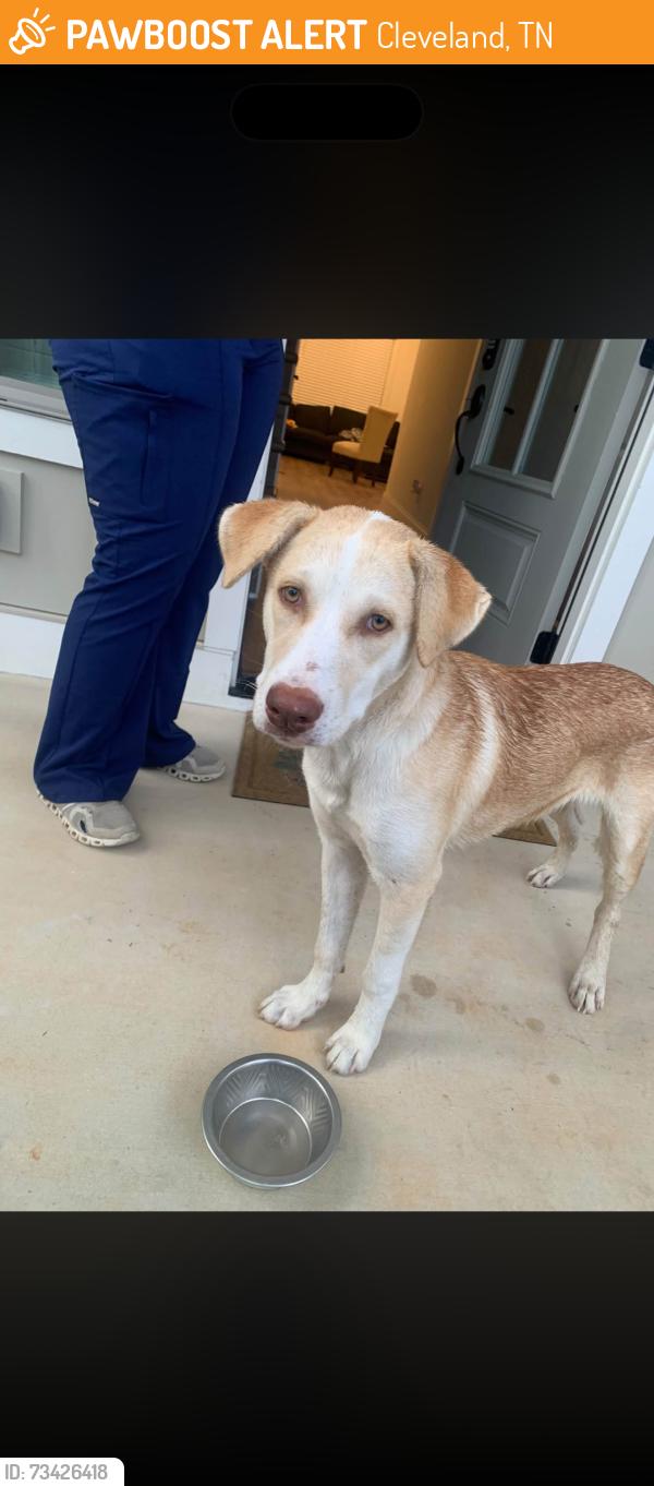 Found/Stray Male Dog last seen Dalton Pike and Hungry Hollow Rd, Cleveland, TN 37311