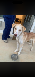 Found/Stray Male Dog last seen Dalton Pike and Hungry Hollow Rd, Cleveland, TN 37311