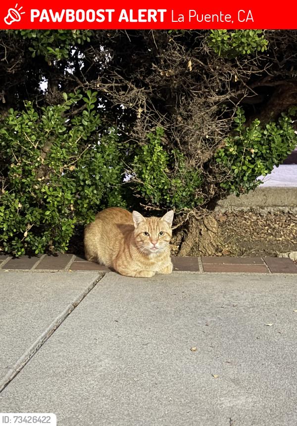 Lost Unknown Cat last seen Winglane, La Puente, CA 91744