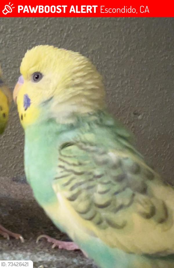 Lost Male Bird last seen In the apmt, Escondido, CA 92027