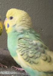 Lost Male Bird last seen In the apmt, Escondido, CA 92027