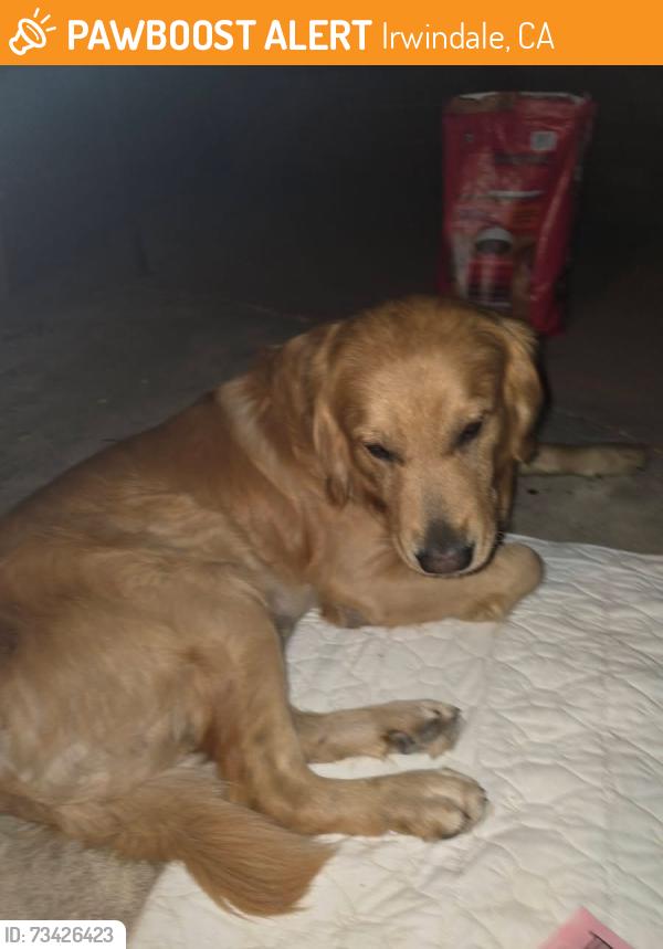Found/Stray Male Dog last seen Buena Vista & Miguel Miranda BALDWIN PARK / IRWINDALE, Irwindale, CA 91010