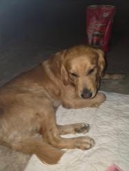 Found/Stray Male Dog last seen Buena Vista & Miguel Miranda BALDWIN PARK / IRWINDALE, Irwindale, CA 91010