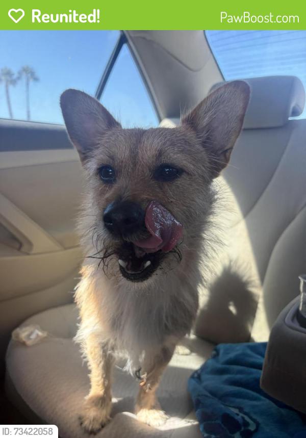 Reunited Male Dog last seen Inglewood, Inglewood, CA 90301
