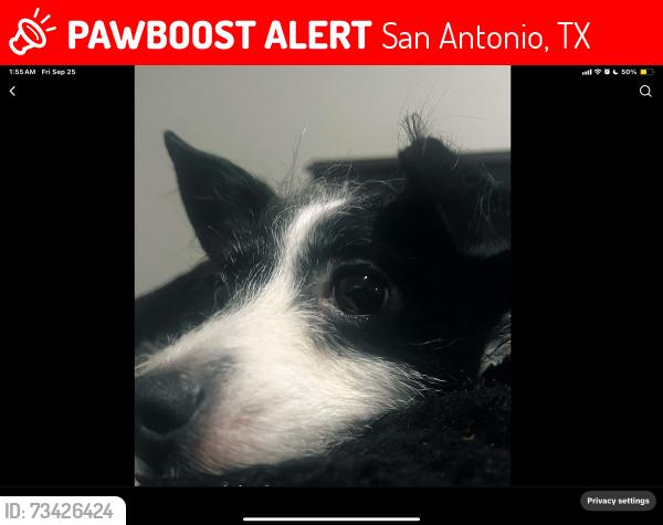 Lost Male Dog last seen Babcock, San Antonio, TX 78229