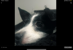 Lost Male Dog last seen Babcock, San Antonio, TX 78229