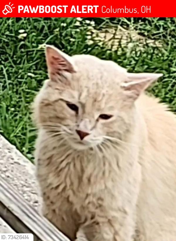 Lost Female Cat last seen Wiltshire road and South hague avenue, Columbus, OH 43204