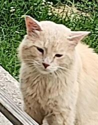 Lost Female Cat last seen Wiltshire road and South hague avenue, Columbus, OH 43204