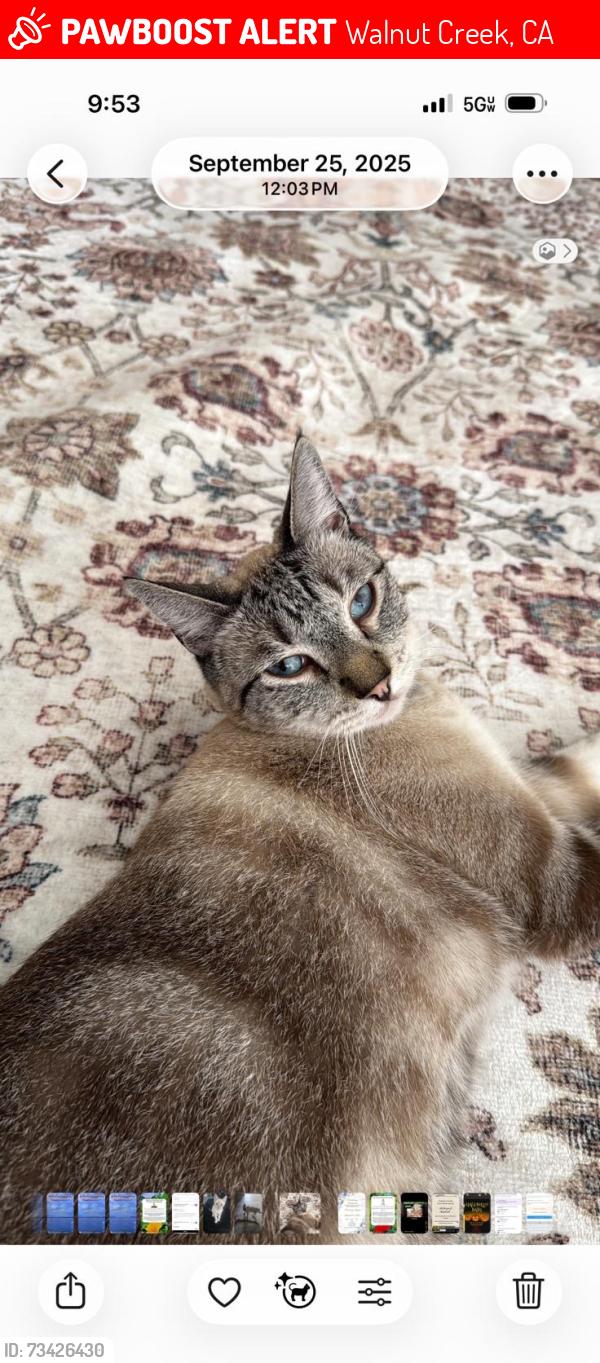 Lost Male Cat last seen Sarnap ave and boulevard way, atrium villas, Walnut Creek, CA 94595