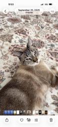 Lost Male Cat last seen Sarnap ave and boulevard way, atrium villas, Walnut Creek, CA 94595