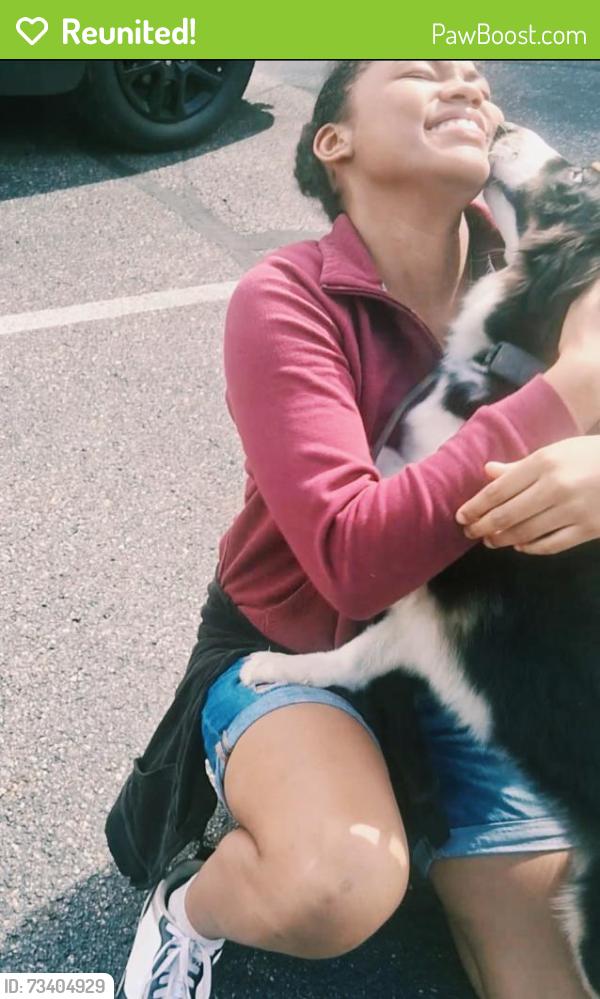 Reunited Female Dog last seen Ashley & Fenton, Columbus, OH 43224