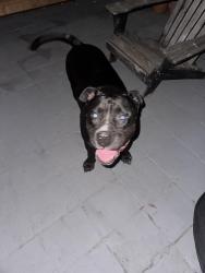 Found/Stray Male Dog last seen Roundabout at Shelton & highland, Santa Ana, CA 92703