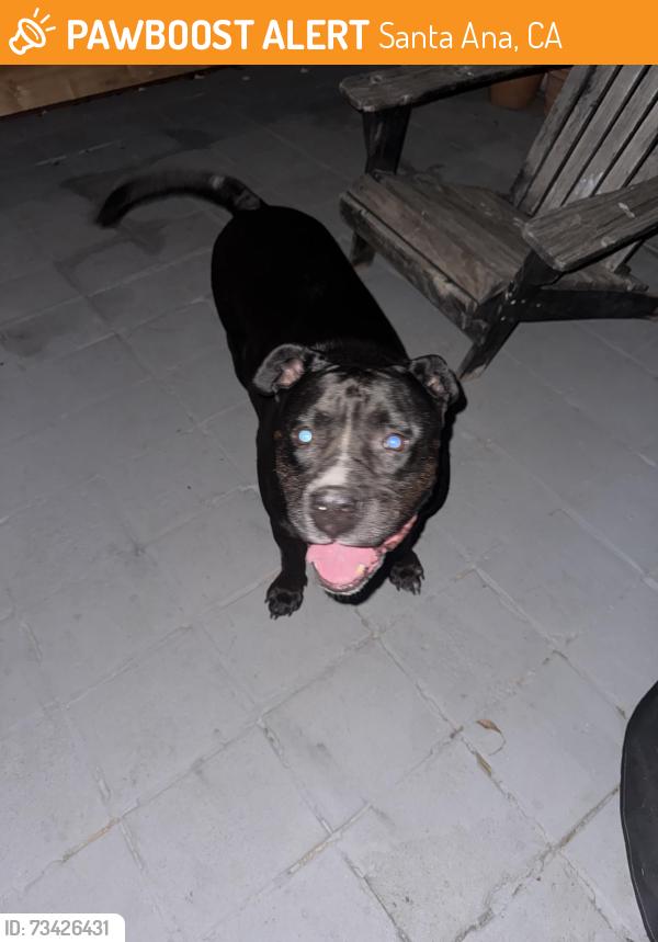 Found/Stray Male Dog last seen Roundabout at Shelton & highland, Santa Ana, CA 92703