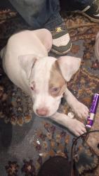 Reunited Male Dog last seen Flora and alt 19, Holiday, FL 34691