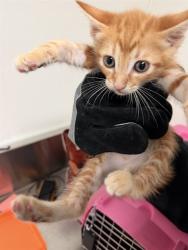 Shelter Stray Male Cat last seen WOODROW AVE, BAKERSFIELD CA 93308, 3951 Fruitvale Ave, Bakersfield, CA 93308, USA