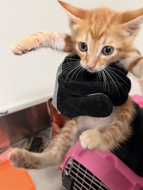 Shelter Stray Male Cat last seen WOODROW AVE, BAKERSFIELD CA 93308, 3951 Fruitvale Ave, Bakersfield, CA 93308, USA