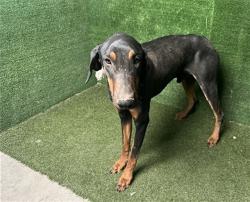 Shelter Stray Male Dog last seen , 5210 W Ave I, Lancaster, CA 93536, USA