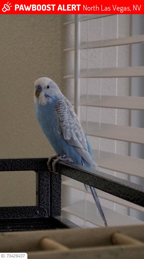 Lost Female Bird last seen Decatur and Ann Road, North Las Vegas, NV 89031