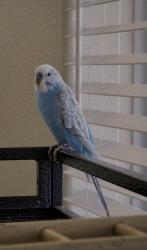 Lost Female Bird last seen Decatur and Ann Road, North Las Vegas, NV 89031