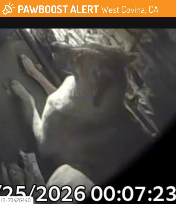 Found/Stray Unknown Dog last seen Thomas Place, West Covina, CA 91790