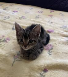 Shelter Stray Female Cat last seen 16TH & MEDICAL CENTER, 333 Chandler Pl, San Bernardino, CA 92408, USA