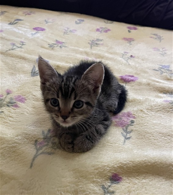 Shelter Stray Female Cat last seen 16TH & MEDICAL CENTER, 333 Chandler Pl, San Bernardino, CA 92408, USA