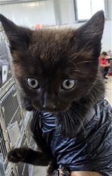 Shelter Stray Female Cat last seen Near BLOCK PUMALO ST, 333 Chandler Pl, San Bernardino, CA 92408, USA