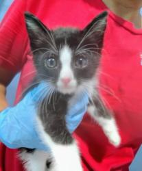 Shelter Stray Male Cat last seen BASELINE AND ORANGE, 333 Chandler Pl, San Bernardino, CA 92408, USA
