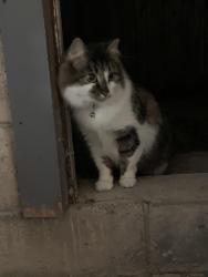 Found/Stray Unknown Cat last seen North End Wilkes Barre, Wilkes-Barre, PA 18701