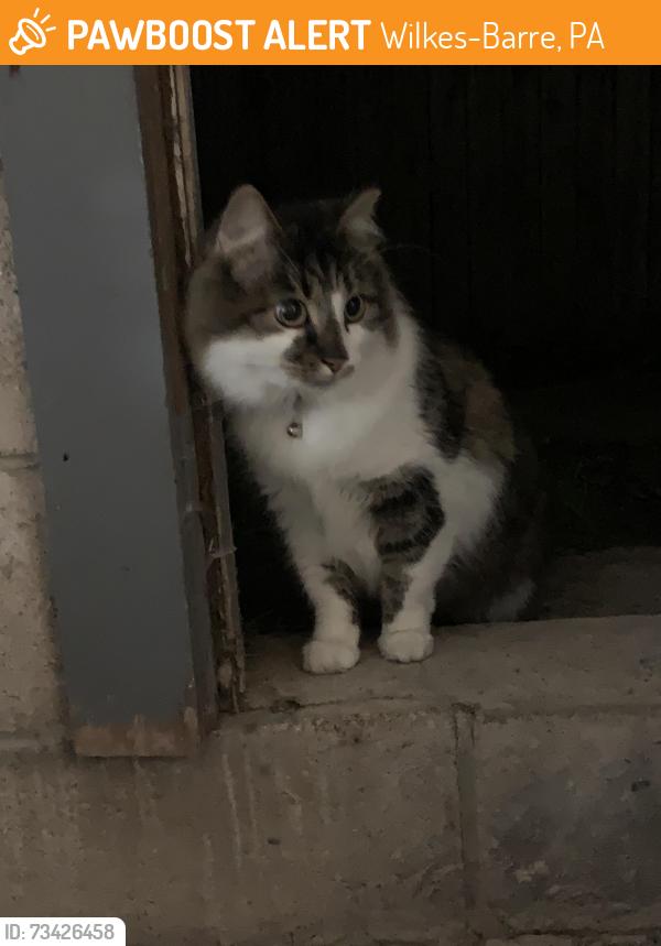 Found/Stray Unknown Cat last seen North End Wilkes Barre, Wilkes-Barre, PA 18701