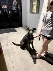 Found/Stray Male Dog last seen Portola Park, Santa Ana, CA 92705