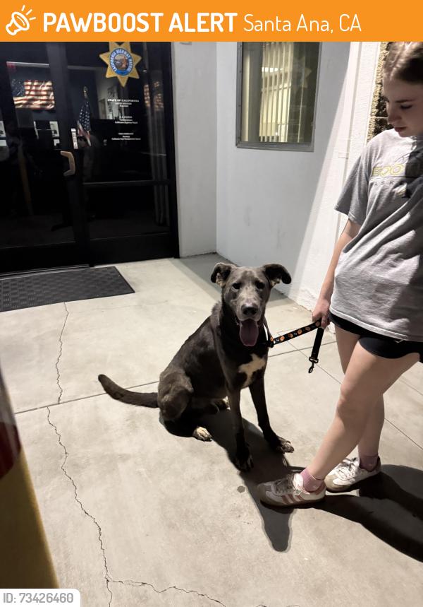 Found/Stray Male Dog last seen Portola Park, Santa Ana, CA 92705