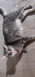 Lost Female Cat last seen 139th and Lee, Oklahoma City, OK 73013