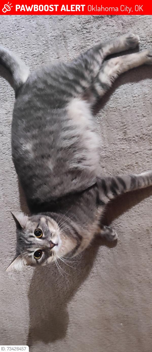 Lost Female Cat last seen 139th and Lee, Oklahoma City, OK 73013